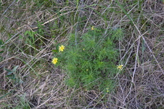 Adonis volgensis