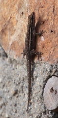 Lygodactylus capensis