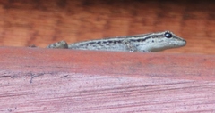 Lygodactylus capensis