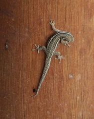 Lygodactylus capensis