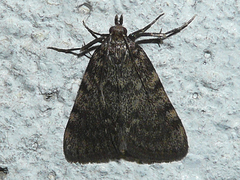 Aglossa pinguinalis