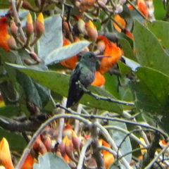 Chalybura buffonii