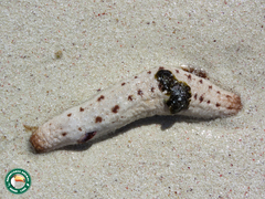 Holothuria arenicola image