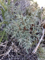 Lomatium dissectum