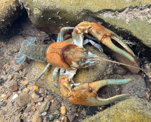 Cambarus chasmodactylus