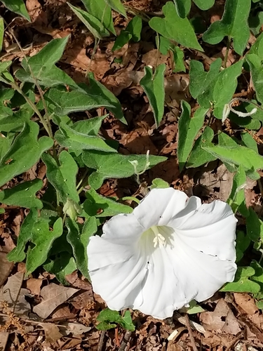 Image of Calystegia catesbeiana by (c) Rob John, some rights reserved (CC BY)