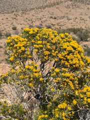 Ericameria laricifolia, photograph (c) CK2AZ, some rights reserved (CC BY)
