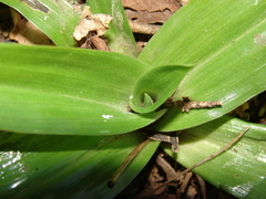 Chloraea membranacea