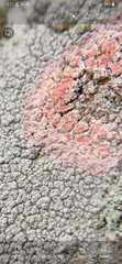 Marchandiomyces corallinus
