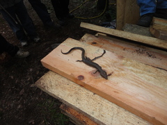 Gerrhonotus liocephalus