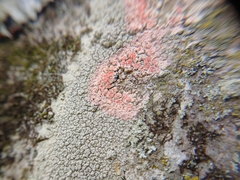 Marchandiomyces corallinus