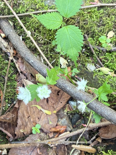 Phacelia fimbriata, photograph 6