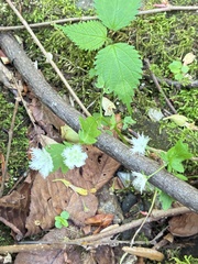 Phacelia fimbriata, photograph (c) Anne H. Proffitt, some rights reserved (CC BY)