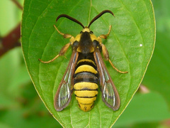 Sesia apiformis