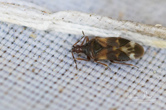Anthocoris nemoralis