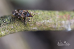 Anthocoris nemoralis