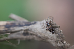 Anthocoris nemoralis