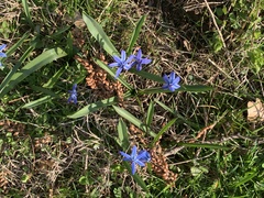 Scilla bifolia