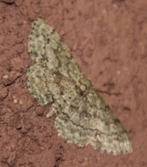 Lepidoptera