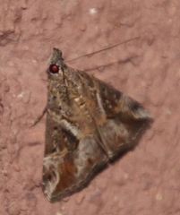 Hypena jussalis