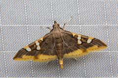 Prophantis