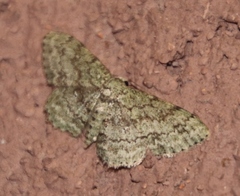 Lepidoptera