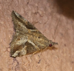 Hypena jussalis