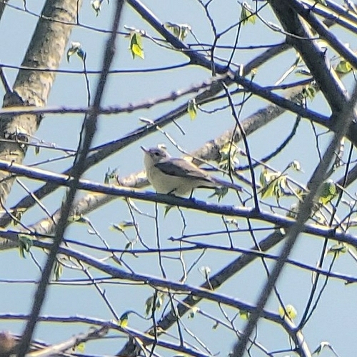 Warbling Vireo (Vireo gilvus), photo 8