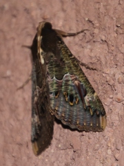 Sphingomorpha chlorea