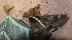 Sphingomorpha chlorea