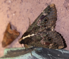 Sphingomorpha chlorea