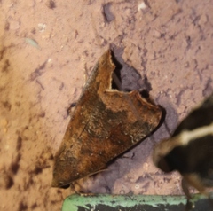 Lepidoptera