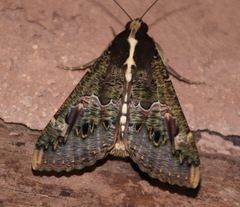 Sphingomorpha chlorea