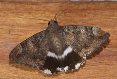 Achaea catella