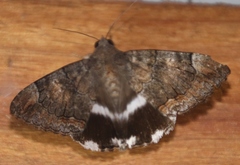 Achaea catella