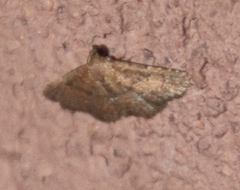 Lepidoptera