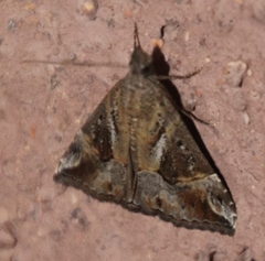 Hypena jussalis