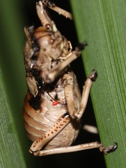Enyaliopsis transvaalensis