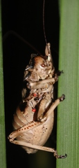 Enyaliopsis transvaalensis