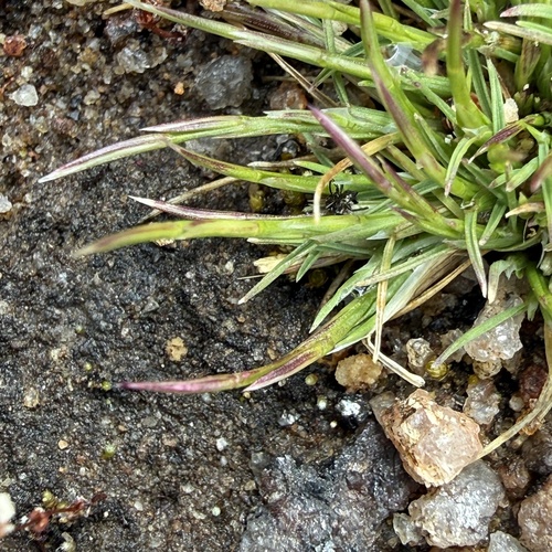 Deschampsia bolanderi observed 2026-04-26