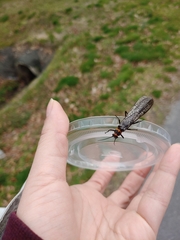 Pteronarcys