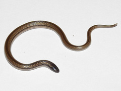 Tantilla calamarina
