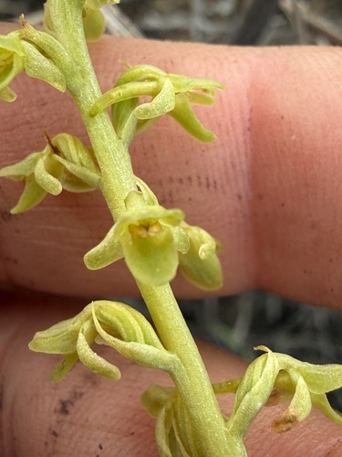 Platanthera cooperi, 2026-04-26