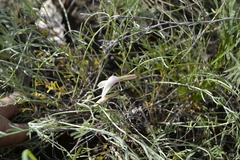 Astragalus ucrainicus