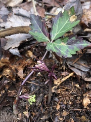 Cardamine diphylla