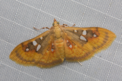 Sameodes pictalis