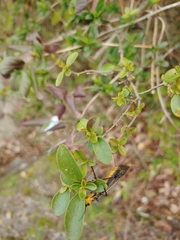 Pteronarcys