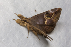 Ommatophora luminosa