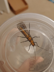 Pteronarcys