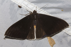 Lygniodes endoleucus